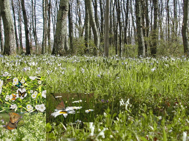 immagine-articolo-bosco.jpg